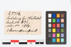 Etikett zu Bernsteinschieber (NHMW-PRAE-025716)